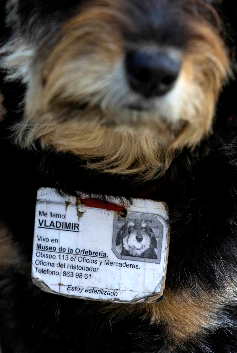 Illustration for article titled Official Cuban Street Dog Has A License To Be Adorable